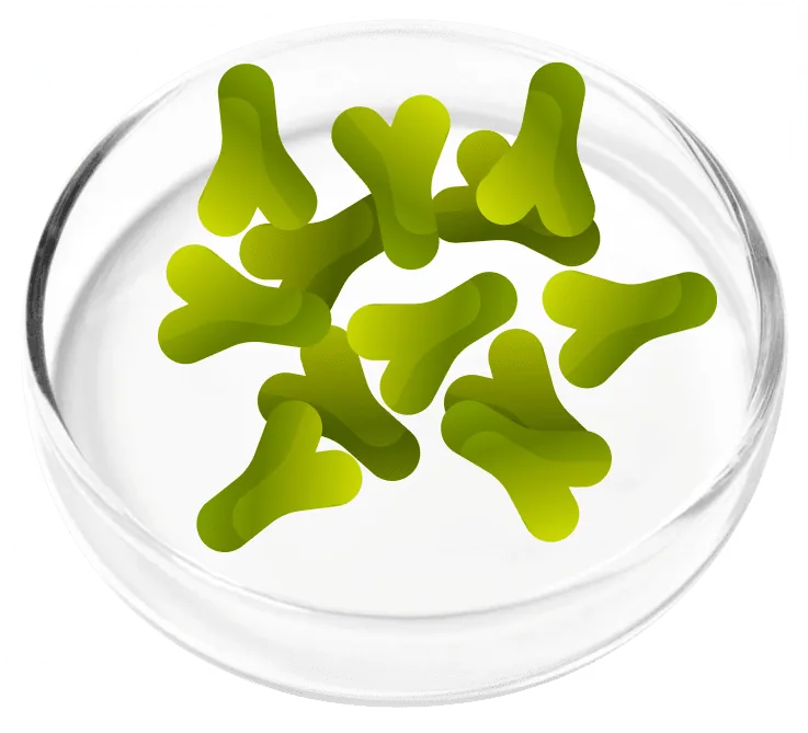 Lactobacillus acidophilus