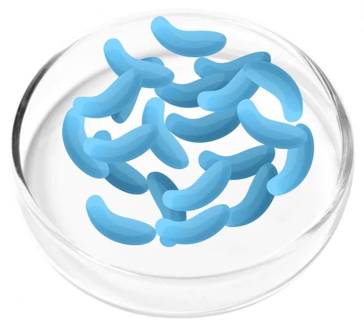 Lactobacillus gasseri